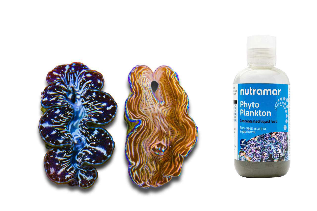 Fishy Food Pyramid thumbnail image