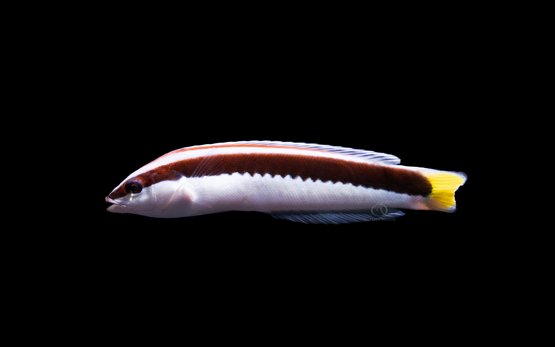 Picta Wrasse thumbnail image