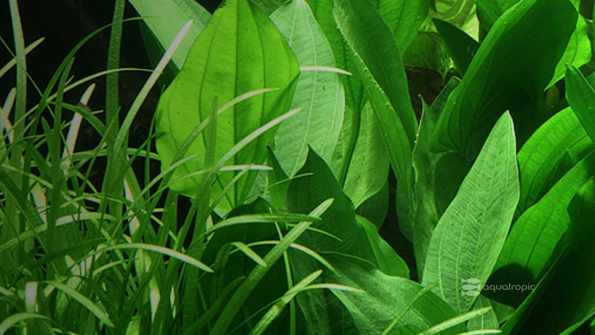 Three Little Planties thumbnail image