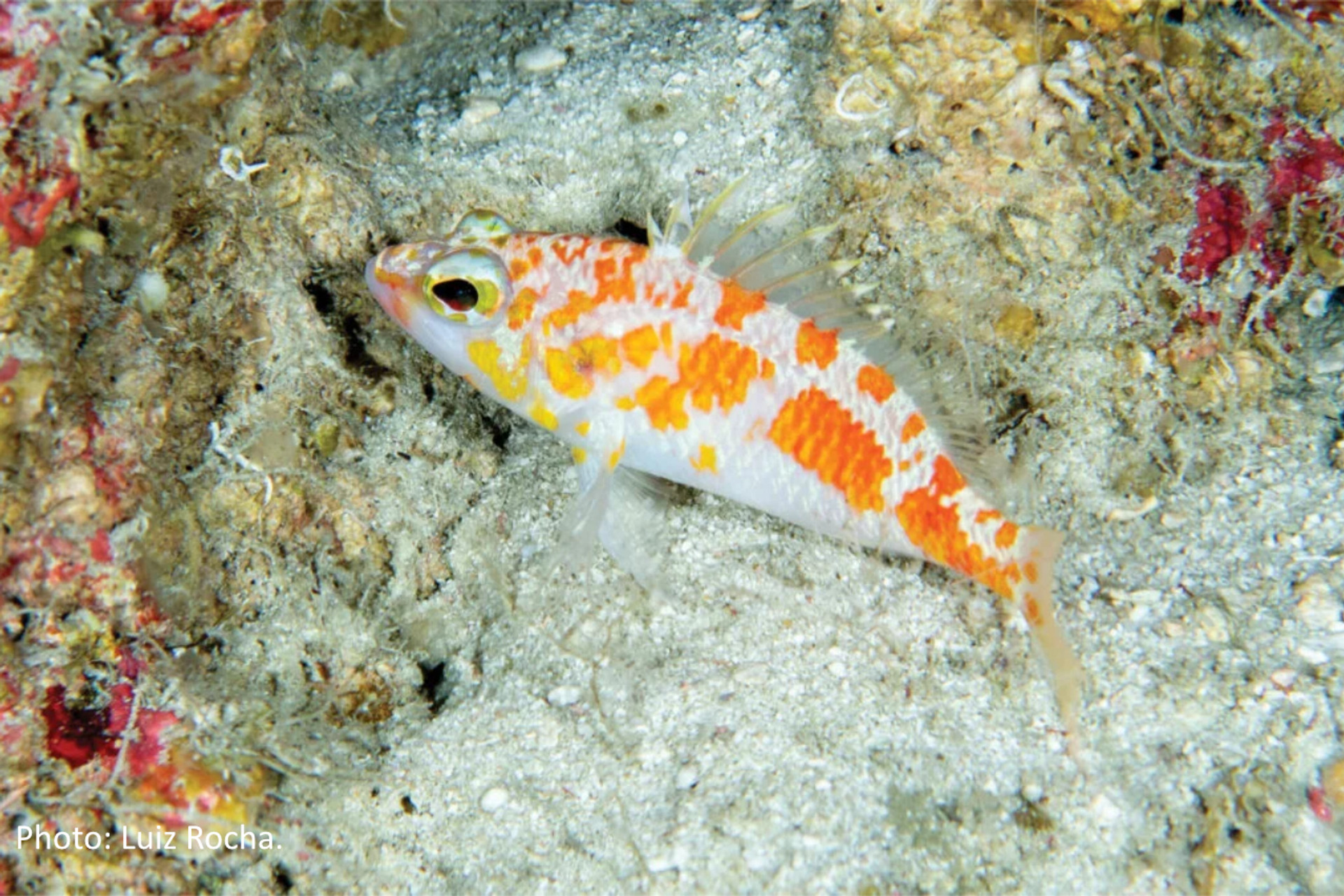 Researchers Discover New Species of Perchlet in Maldives thumbnail image