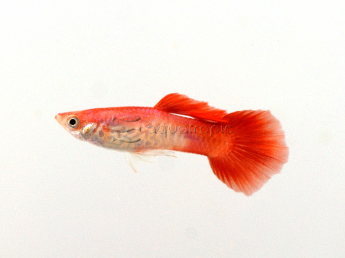 Poecilia reticulata thumbnail image