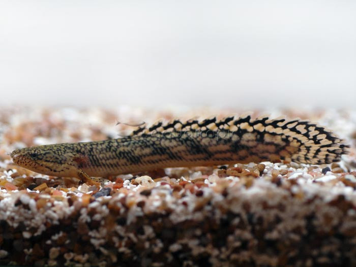 Living Fossils: Bichirs and the Reedfish thumbnail image