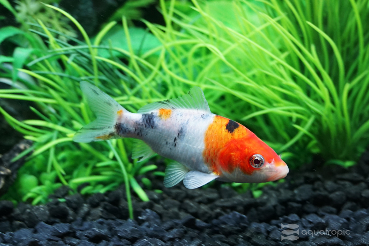 Peculiar Pond Piscines thumbnail image