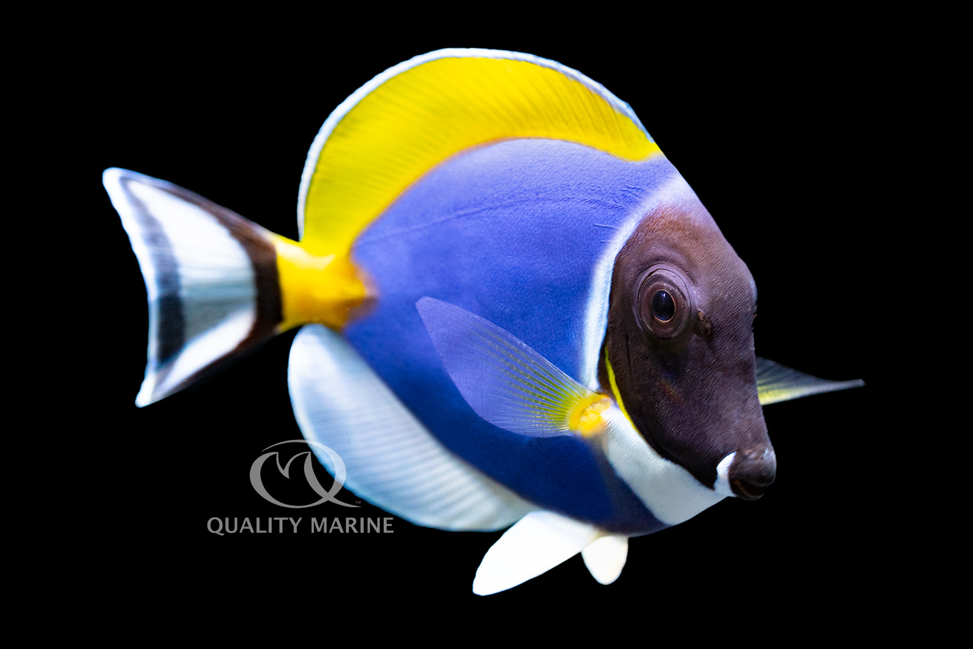 Powder Blue Tang - For The Fishes