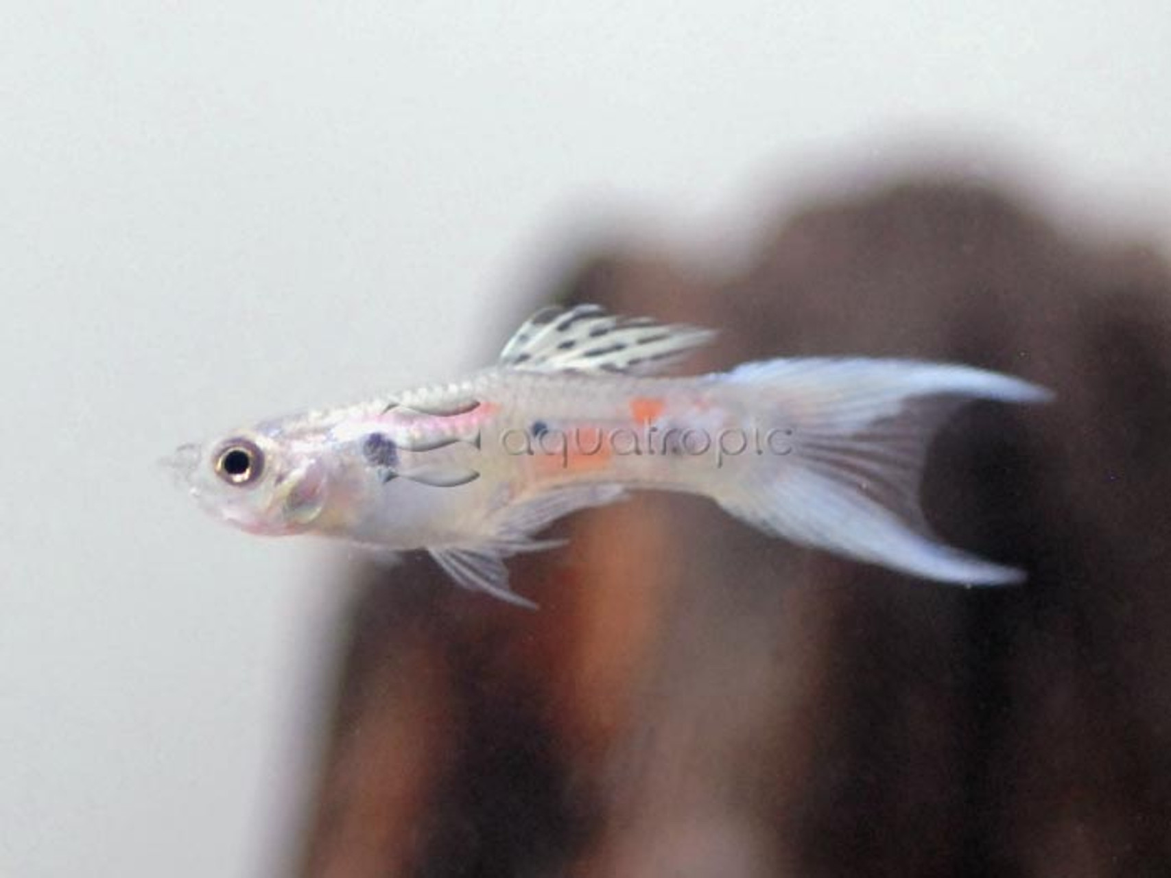Male Powder Blue Delta Tail Guppy (Poecilia reticulata) thumbnail image
