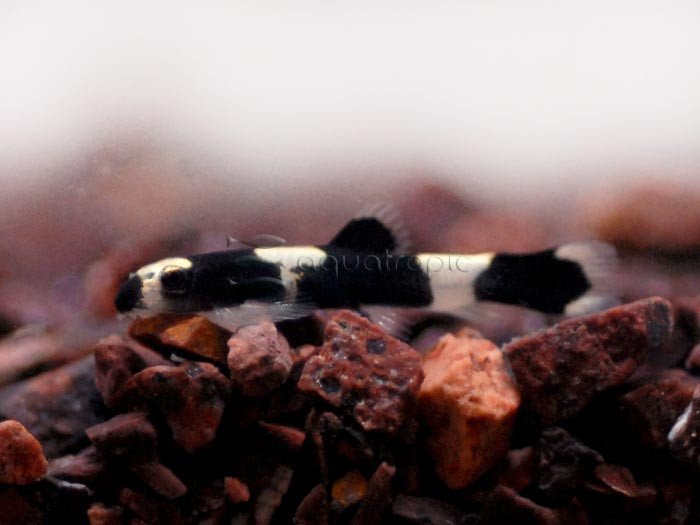 Panda Loach (Protomyzon pachychilus) thumbnail image