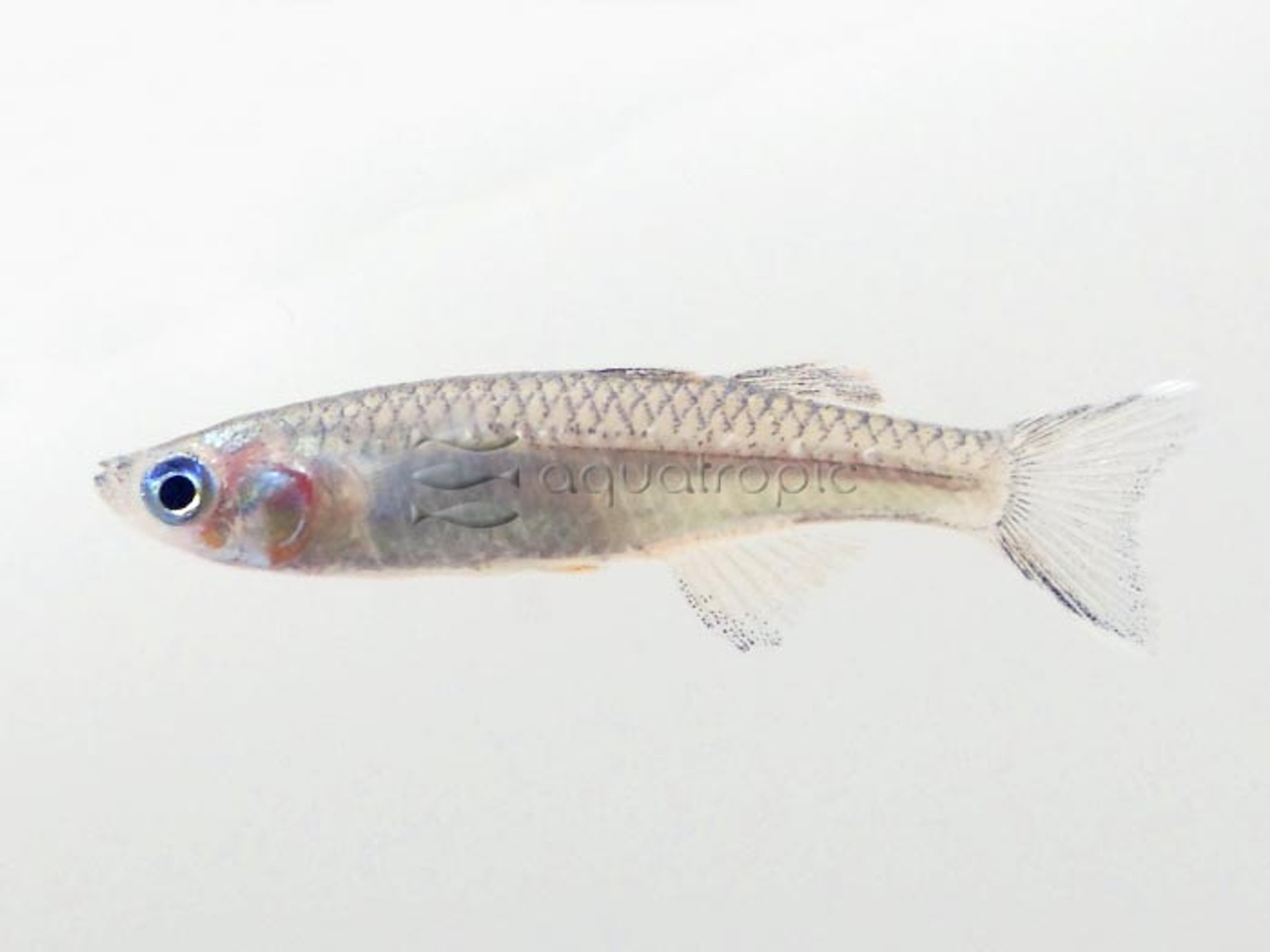 Delicate Blue-eye (Pseudomugil tenellus) thumbnail image