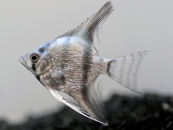  Blue Platinum (Pterophyllum scalare) thumbnail image