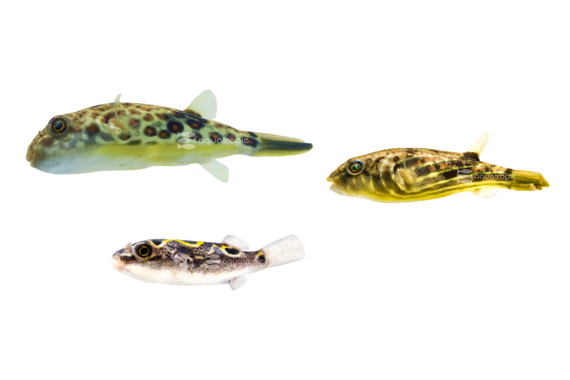 How To Pufferfish thumbnail image