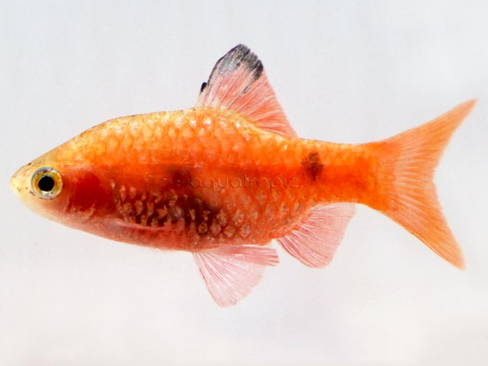 Red Glass (Puntius conchonius) thumbnail image