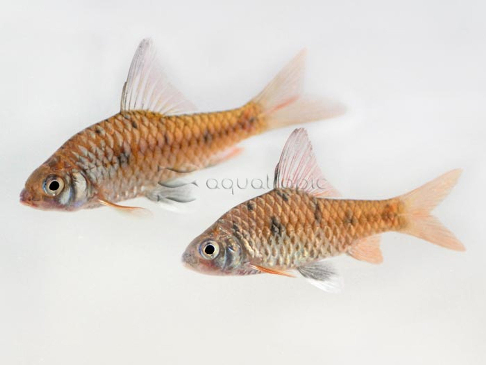 barb fish species