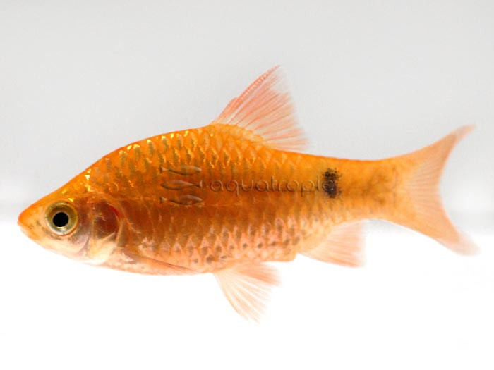 A Rainbow Of Fish thumbnail image