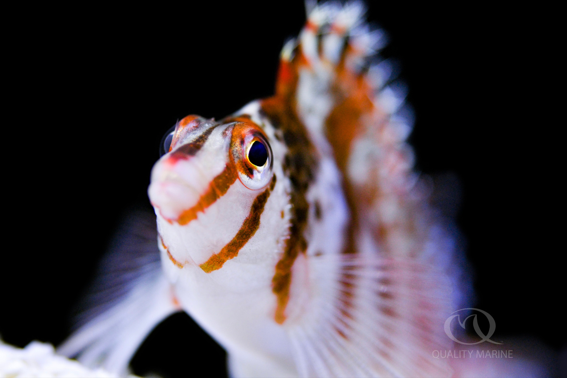 Falco Hawkfish -Cirrhitichthys falco thumbnail image