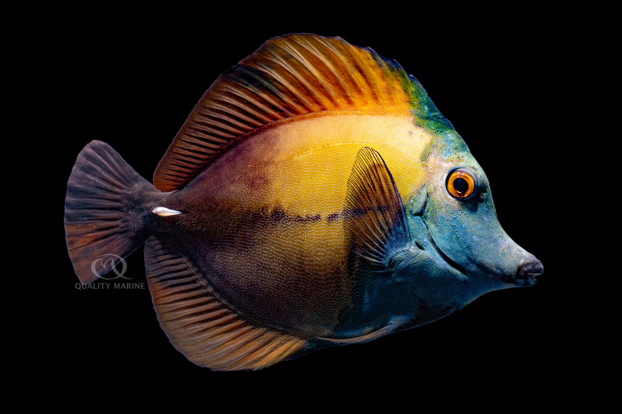 Why The Blue Face? thumbnail image