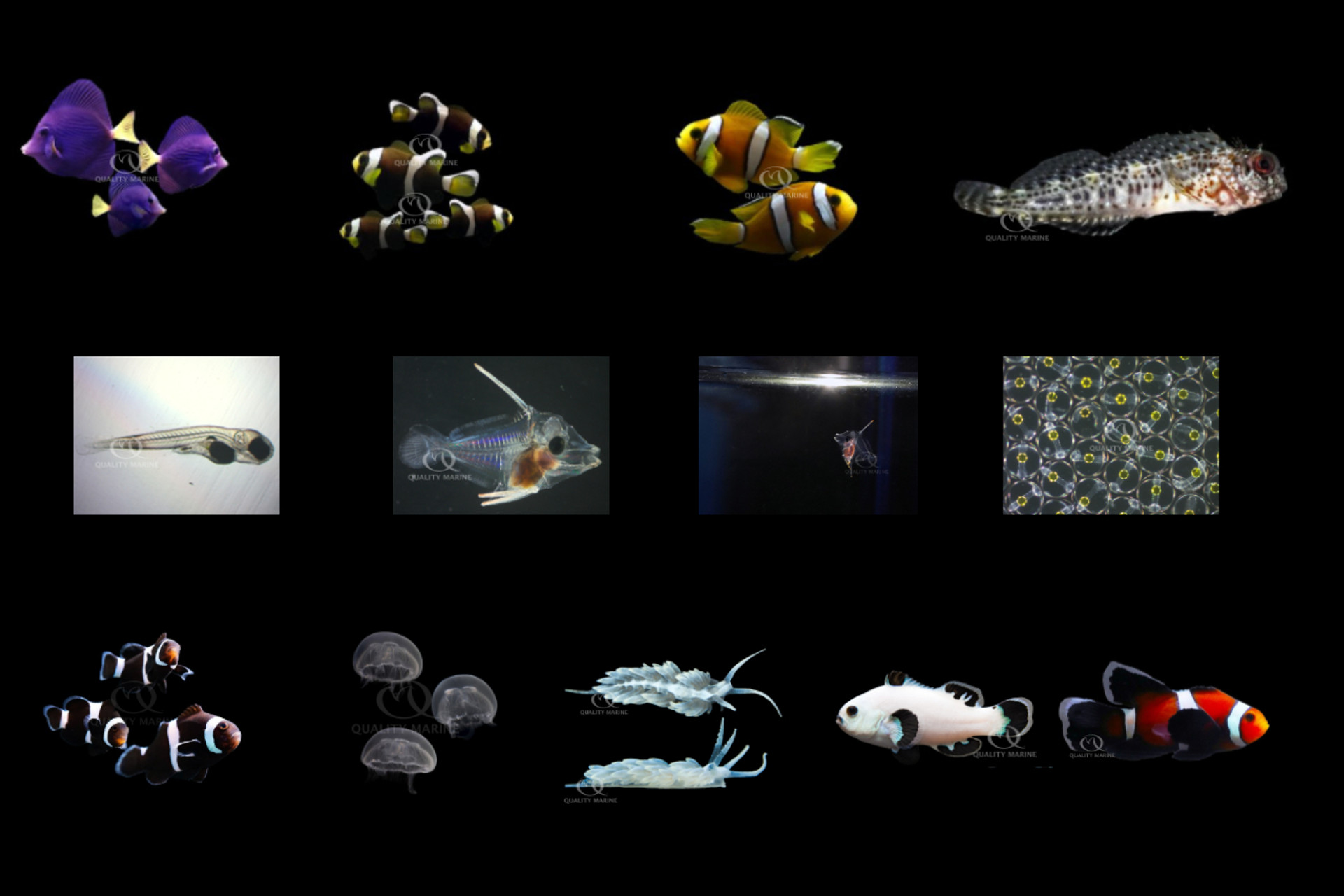 QM Labs: Pioneering Sustainable Marine Aquaculture for the Aquarium Trade thumbnail image