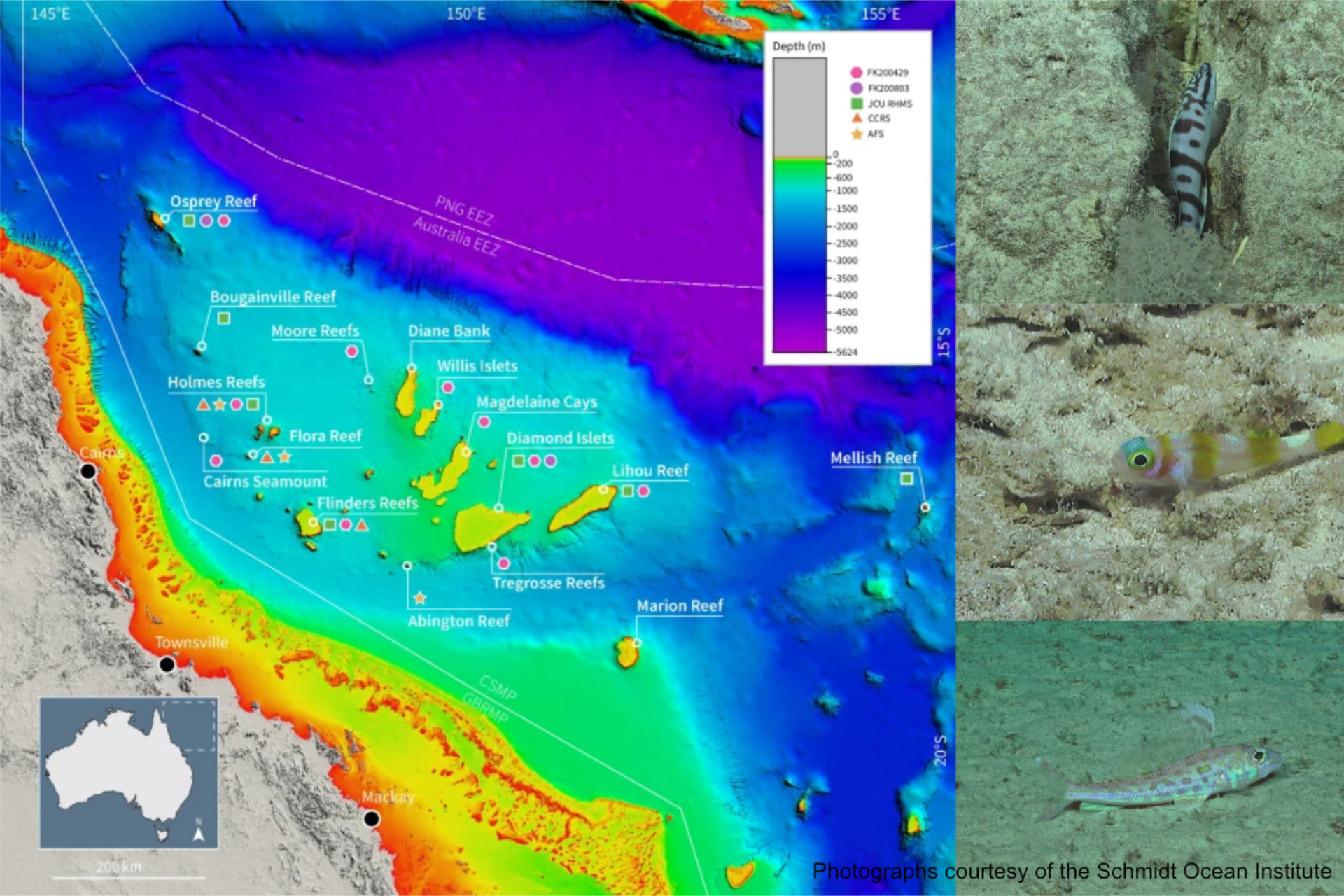New records of fishes from the Coral Sea Marine Park, Australia thumbnail image