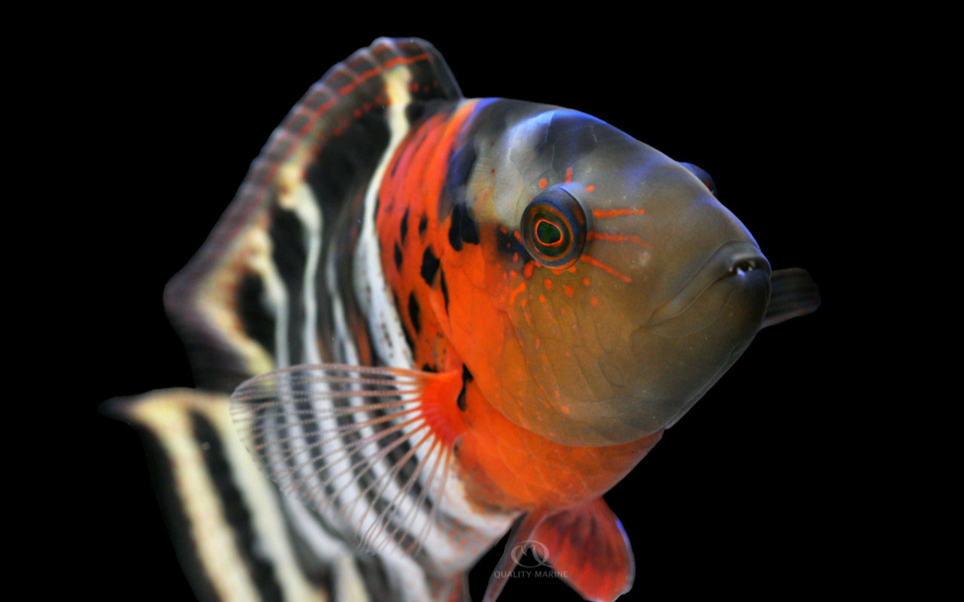 Chill Cheilinus thumbnail image