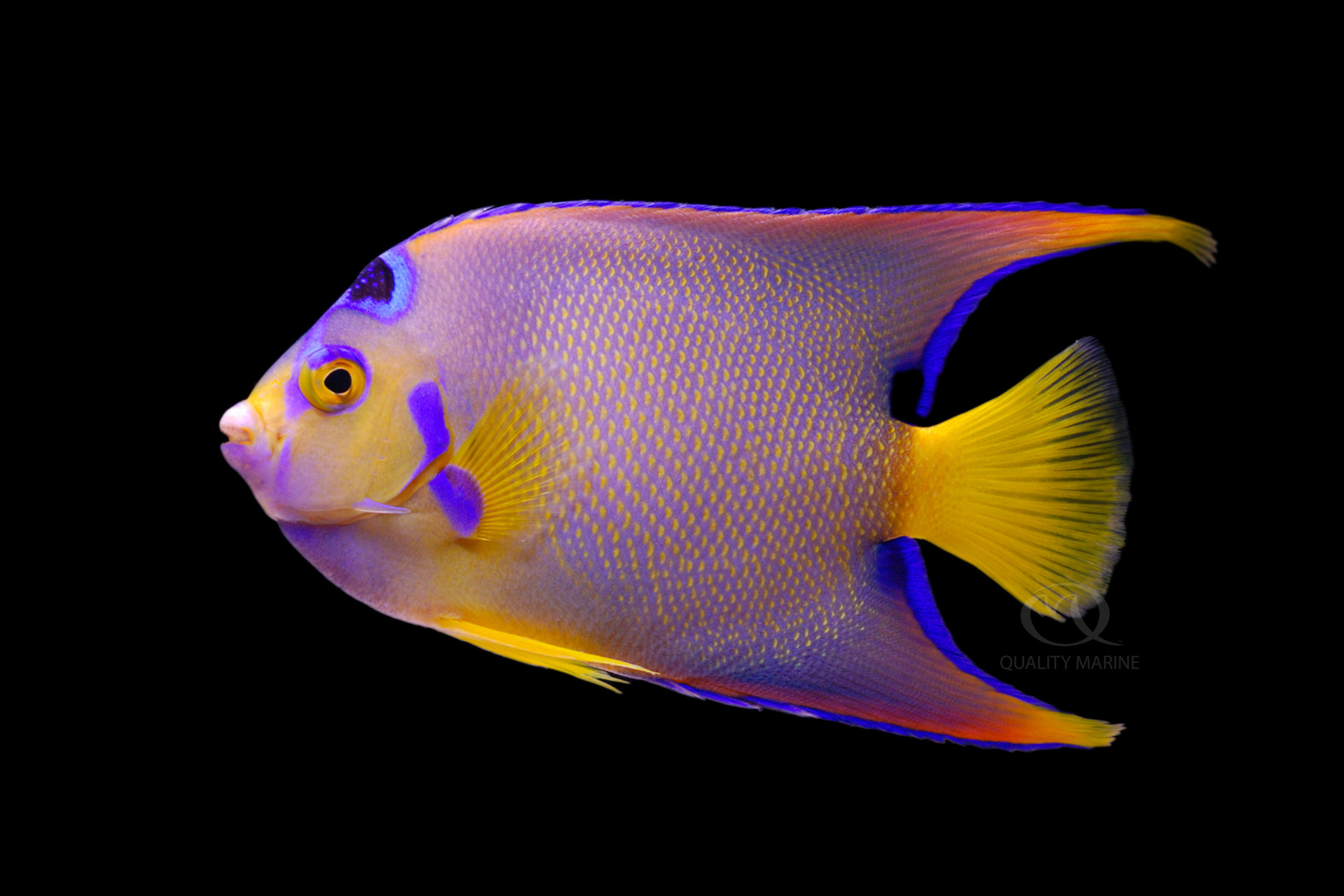 Holacanthus ciliaris - Queen Adult thumbnail image