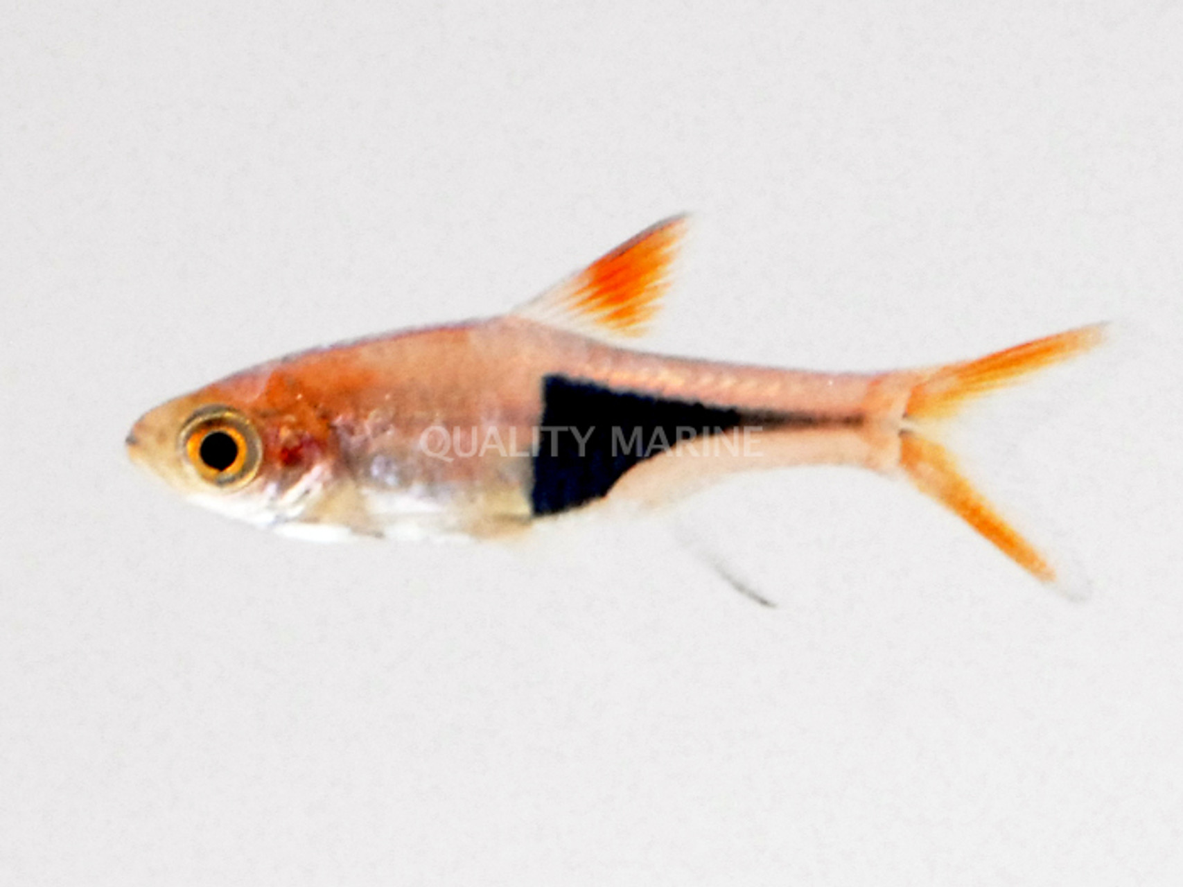 Harlequin Rasbora Trigonostigma heteromorpha thumbnail image