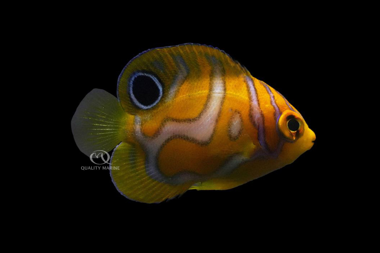 Aquacultured Juvenile Misbar Regal Angel, Bali Aquarich thumbnail image