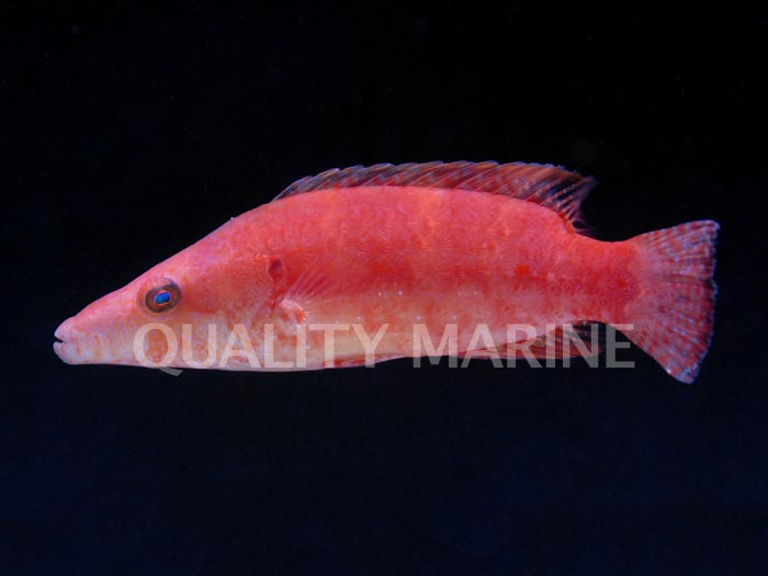 Ringtail Wrasse (Oxycheilinus sp.) thumbnail image
