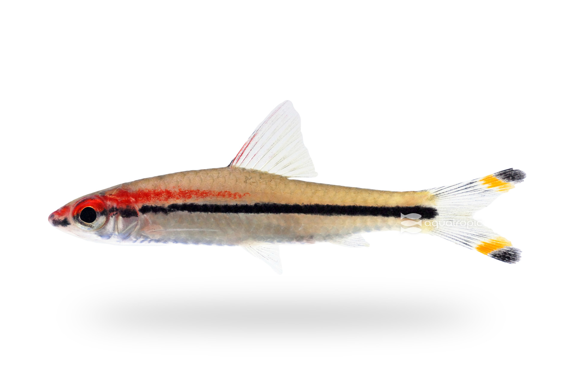 The Amazing Denison Barbs thumbnail image