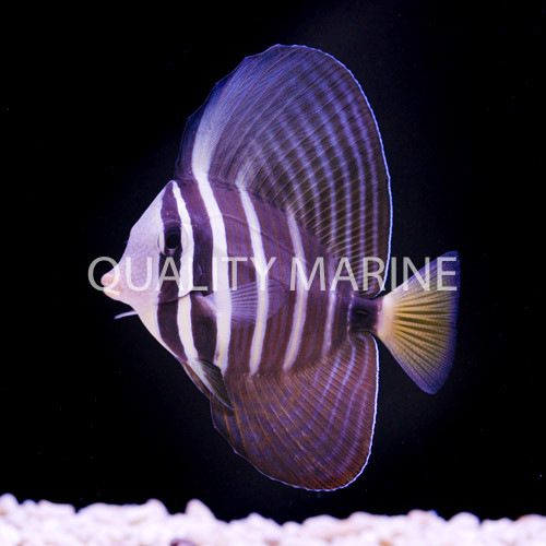 The Sailfin Tang thumbnail image