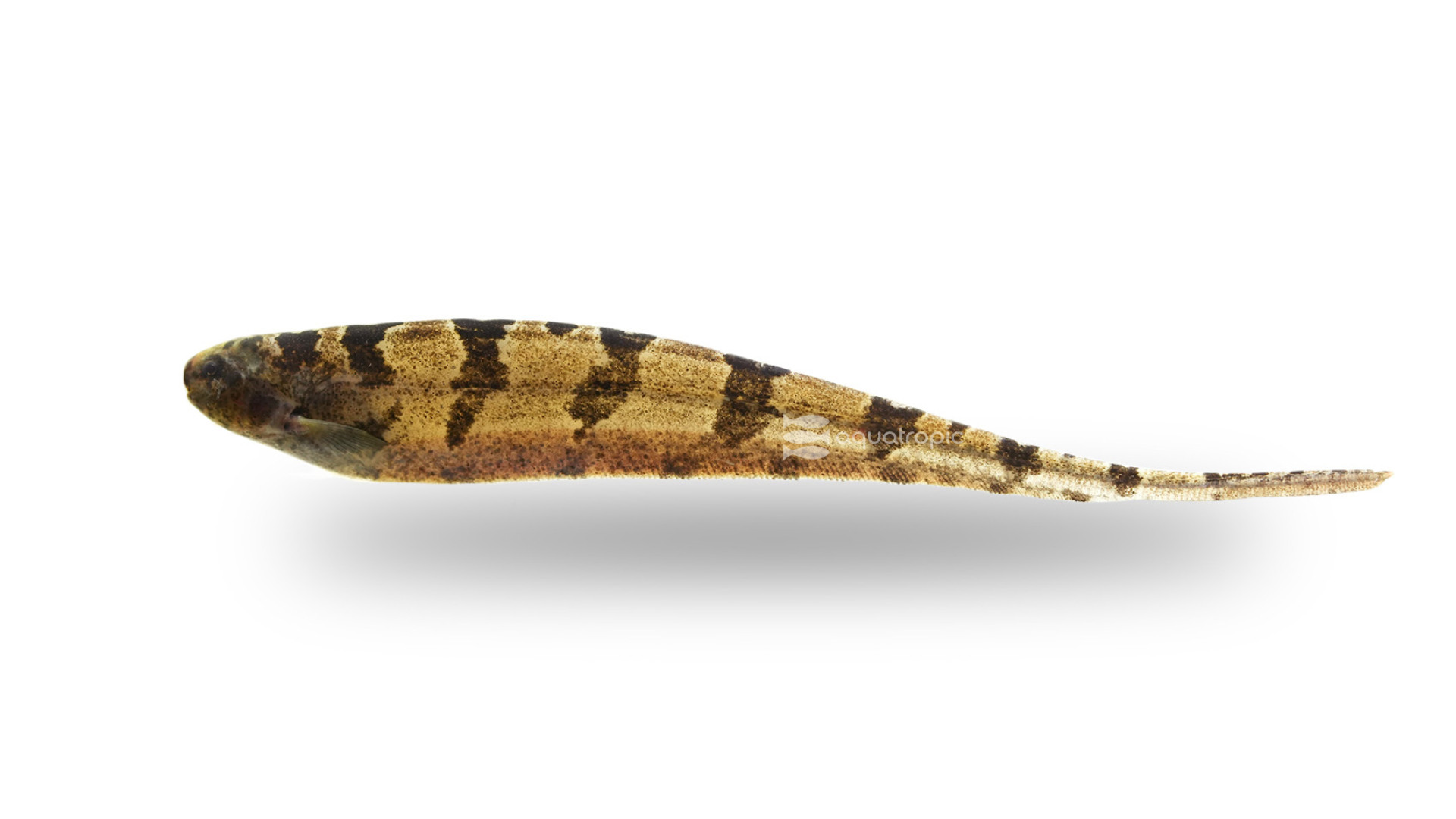 Saw Knifefish thumbnail image