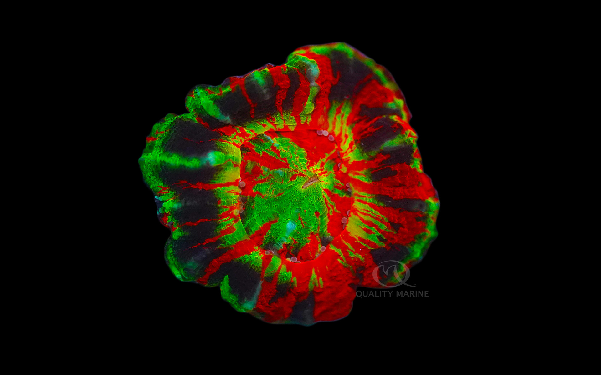 Ultra scolymia thumbnail image