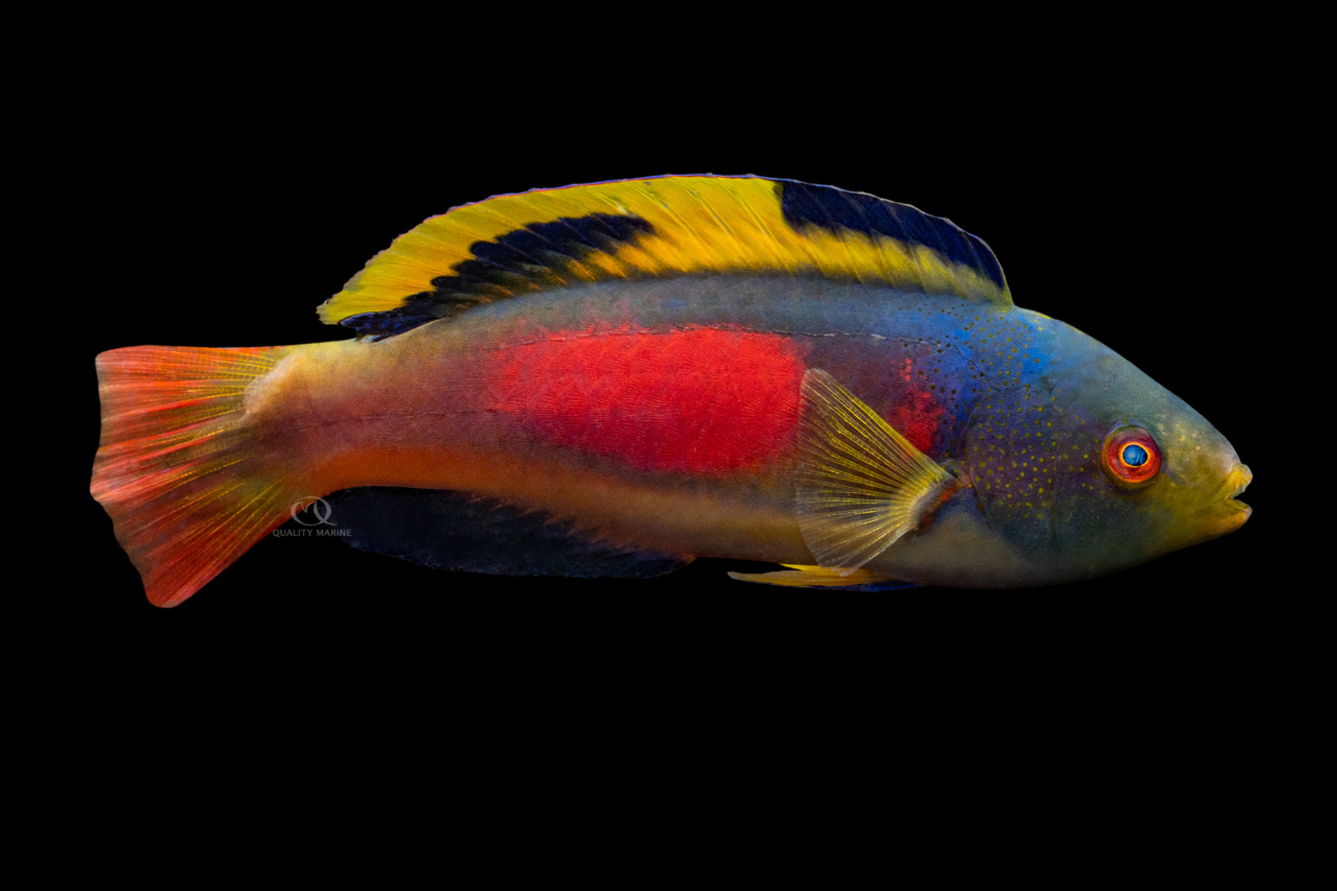 Terminal Male Scott's Fairy Wrasse thumbnail image