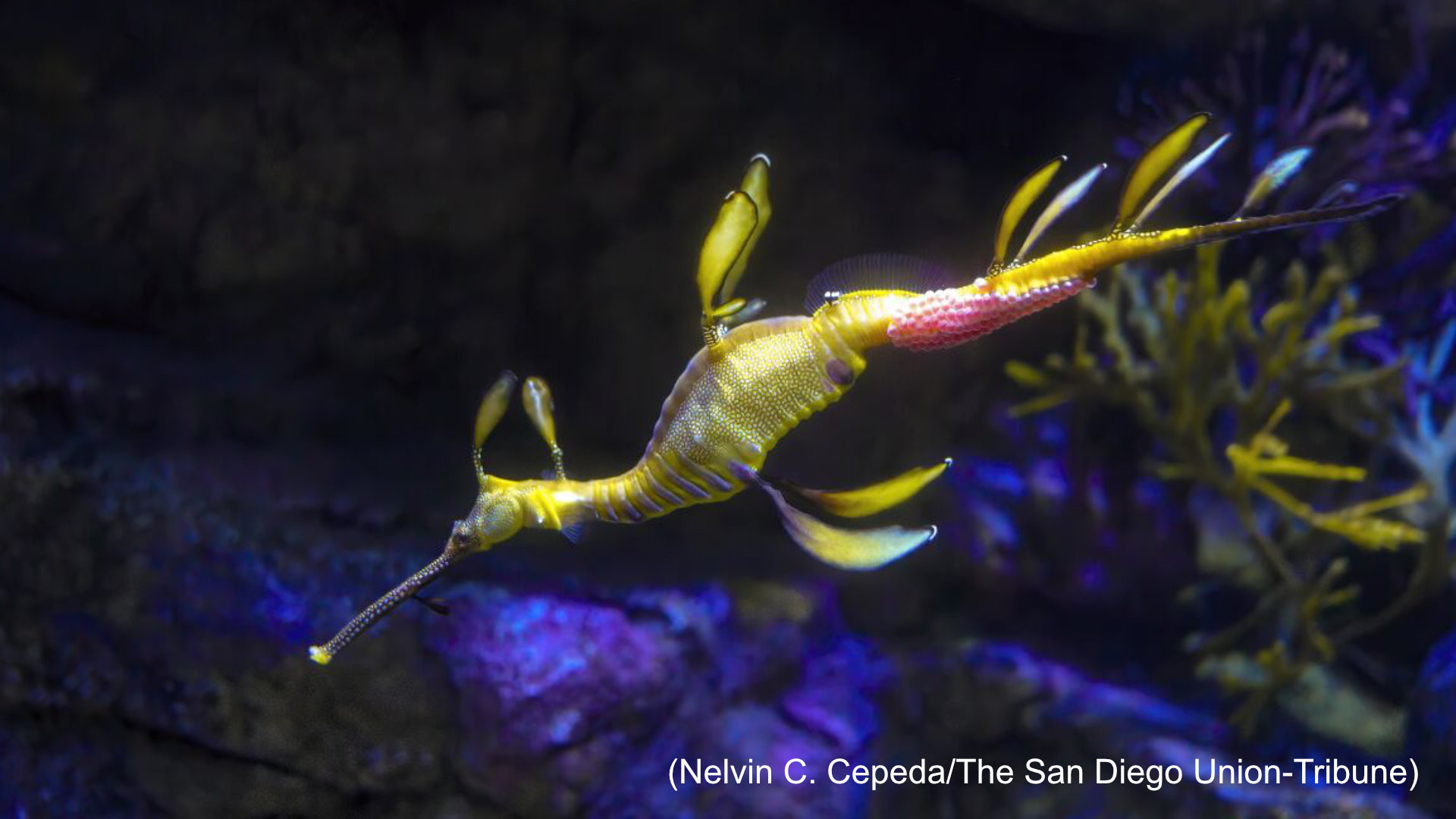 Pregnant male sea dragon at UCSD’s Birch Aquarium might produce bounty of babies thumbnail image
