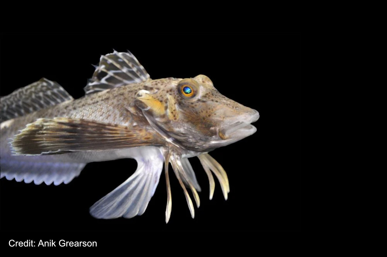Fish That Walk: Unlocking the Evolutionary Secrets of Sea Robins thumbnail image