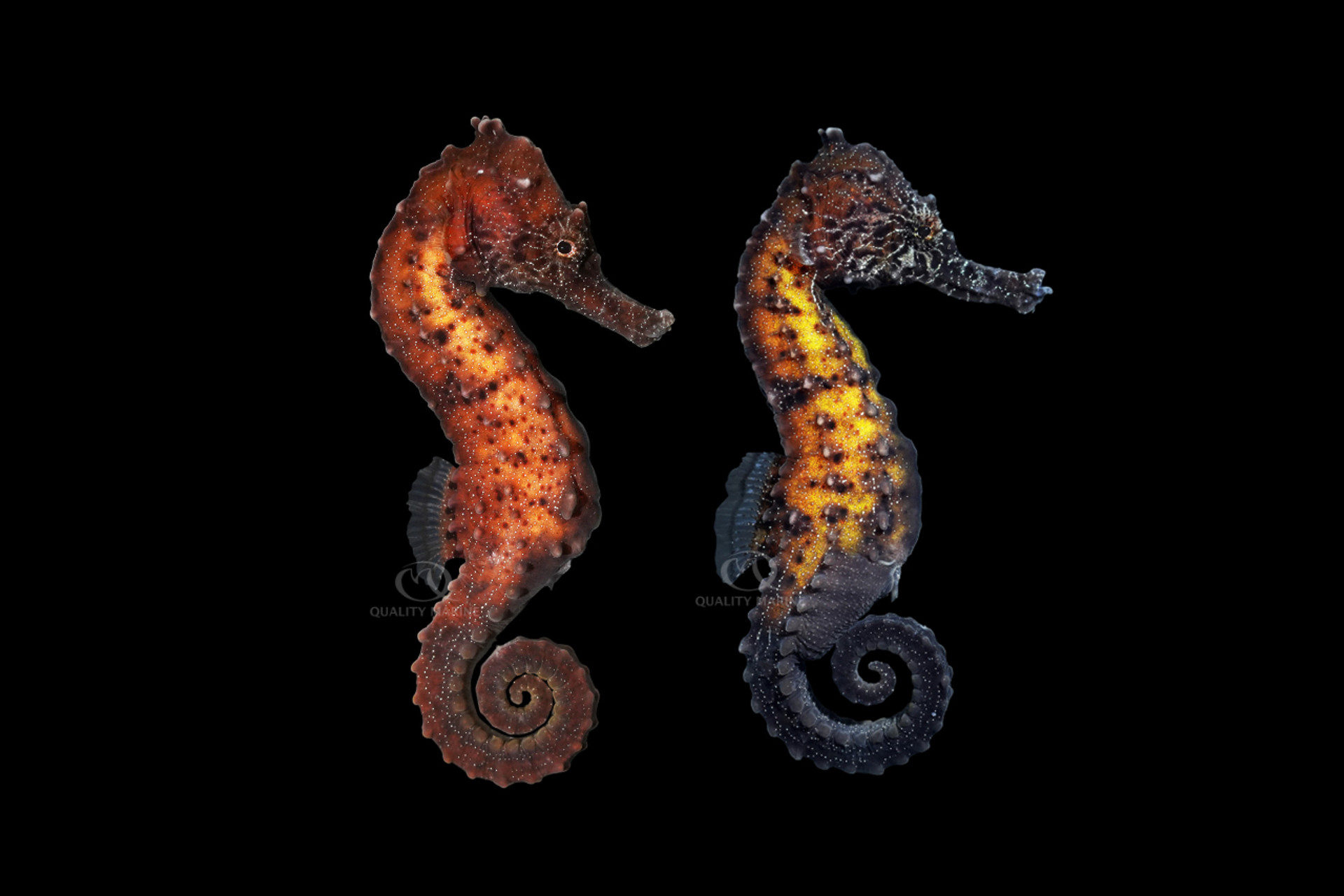 You Kuda Kept A Seahorse thumbnail image