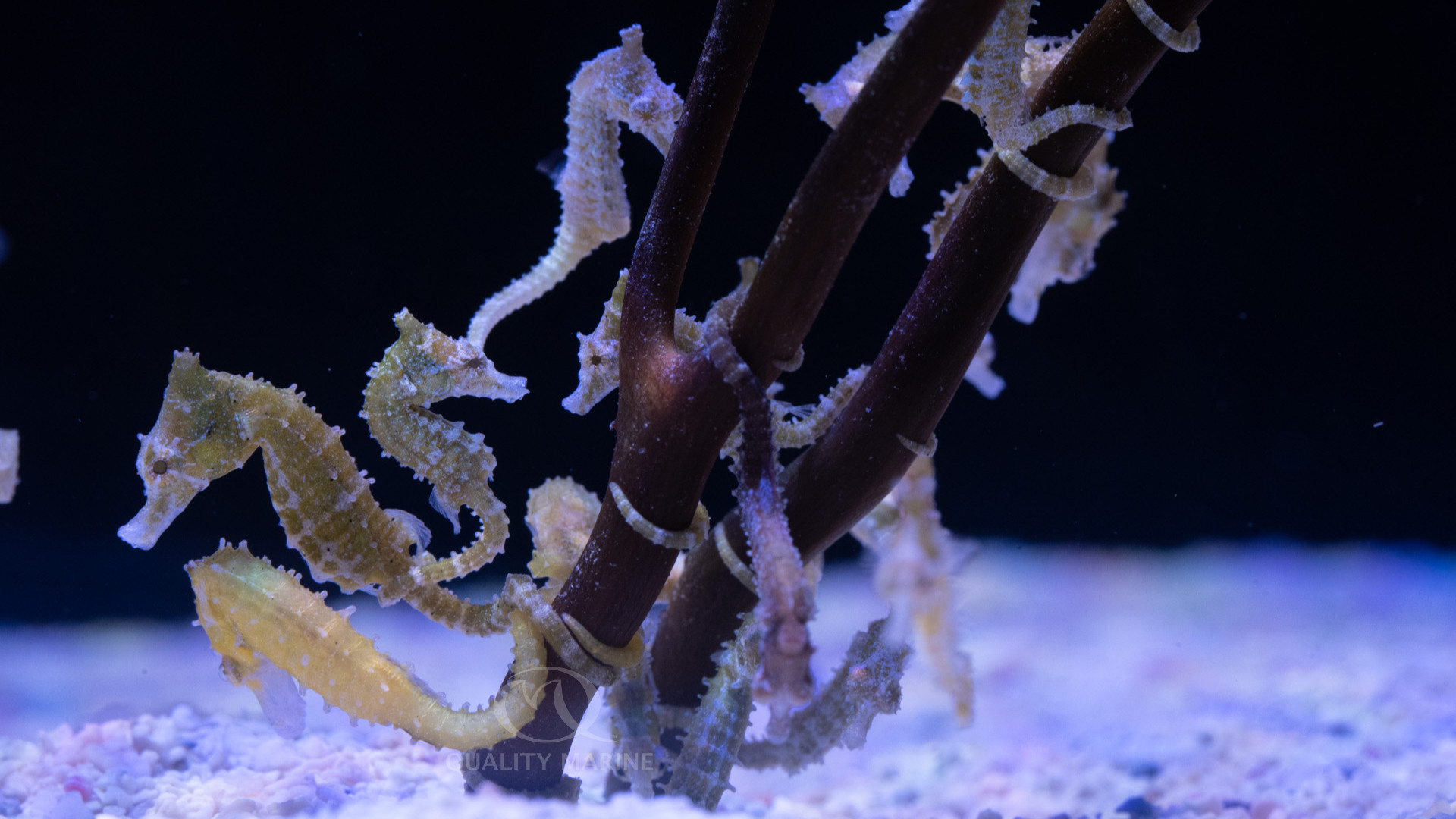 Aquacultured male Half-Spined Seahorse (Hippocampus semispinosus) thumbnail image
