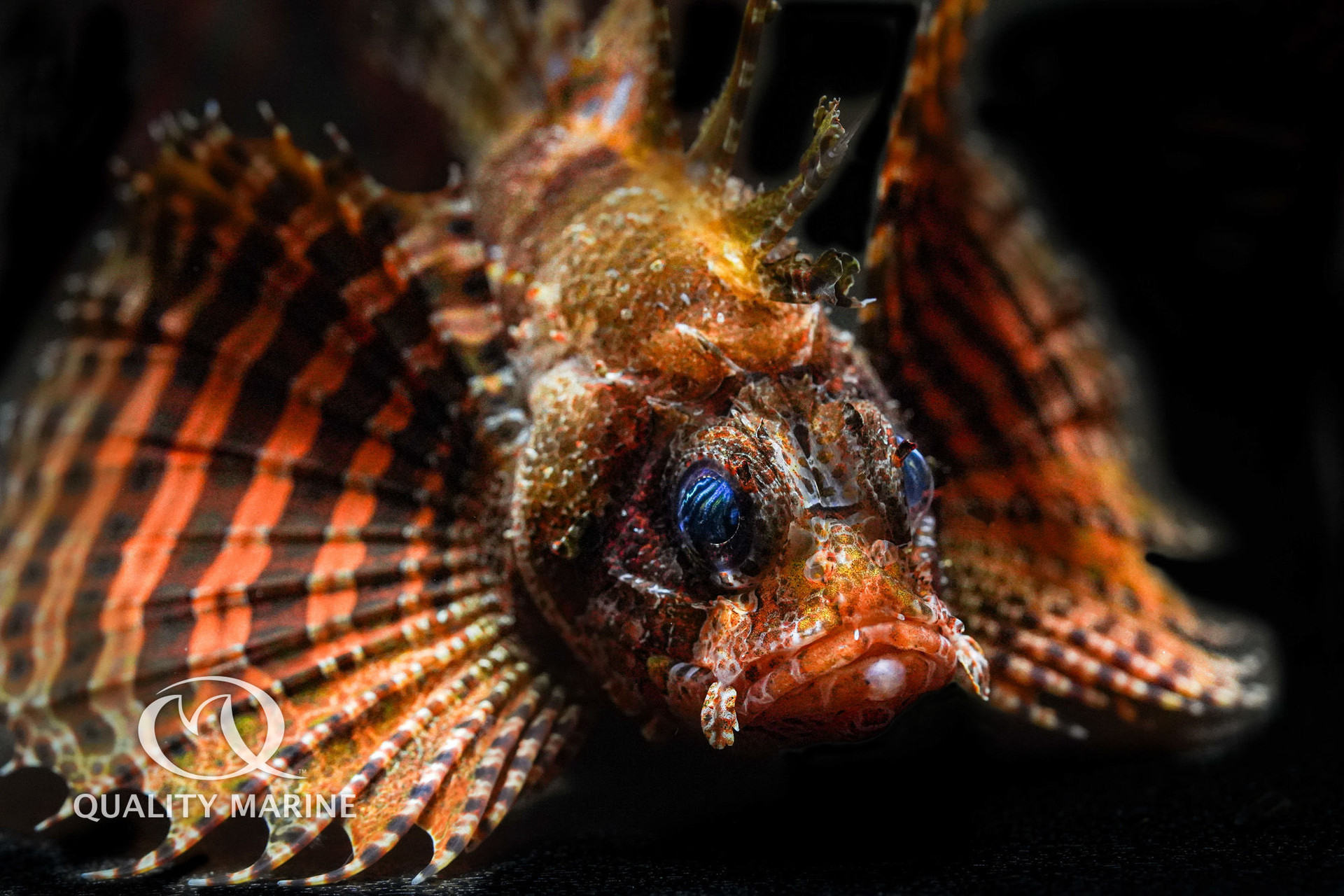Photo of the Week - Fuzzy Dwarf Lionfish  thumbnail image