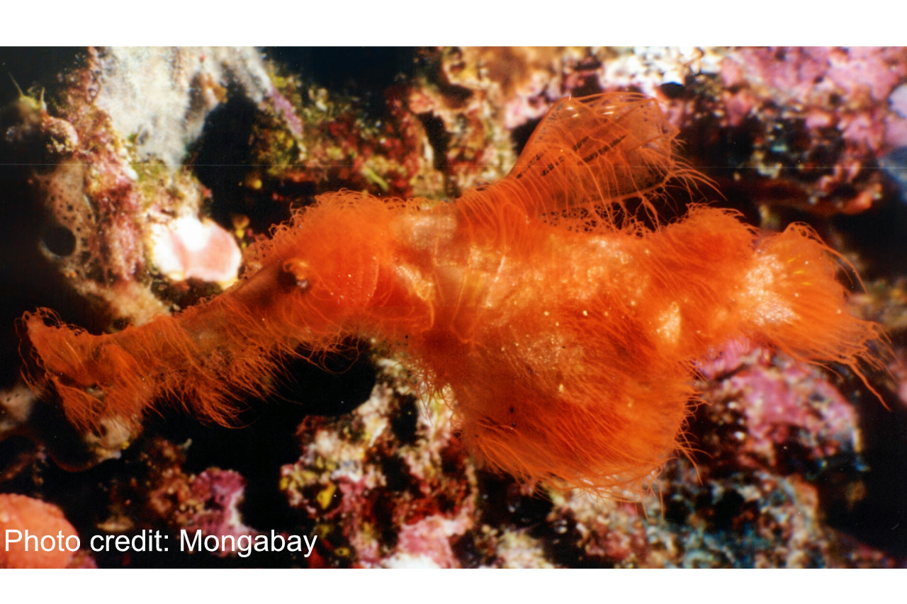 New species of ghost pipefish named after Sesame Street character found in Australia thumbnail image
