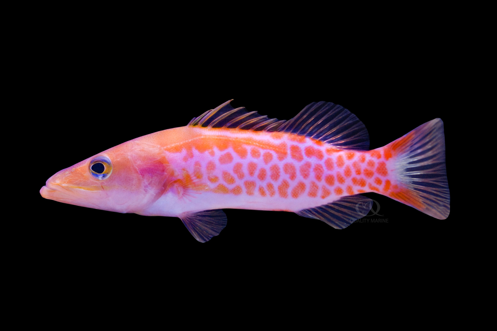 Dr. Seuss Fish  thumbnail image