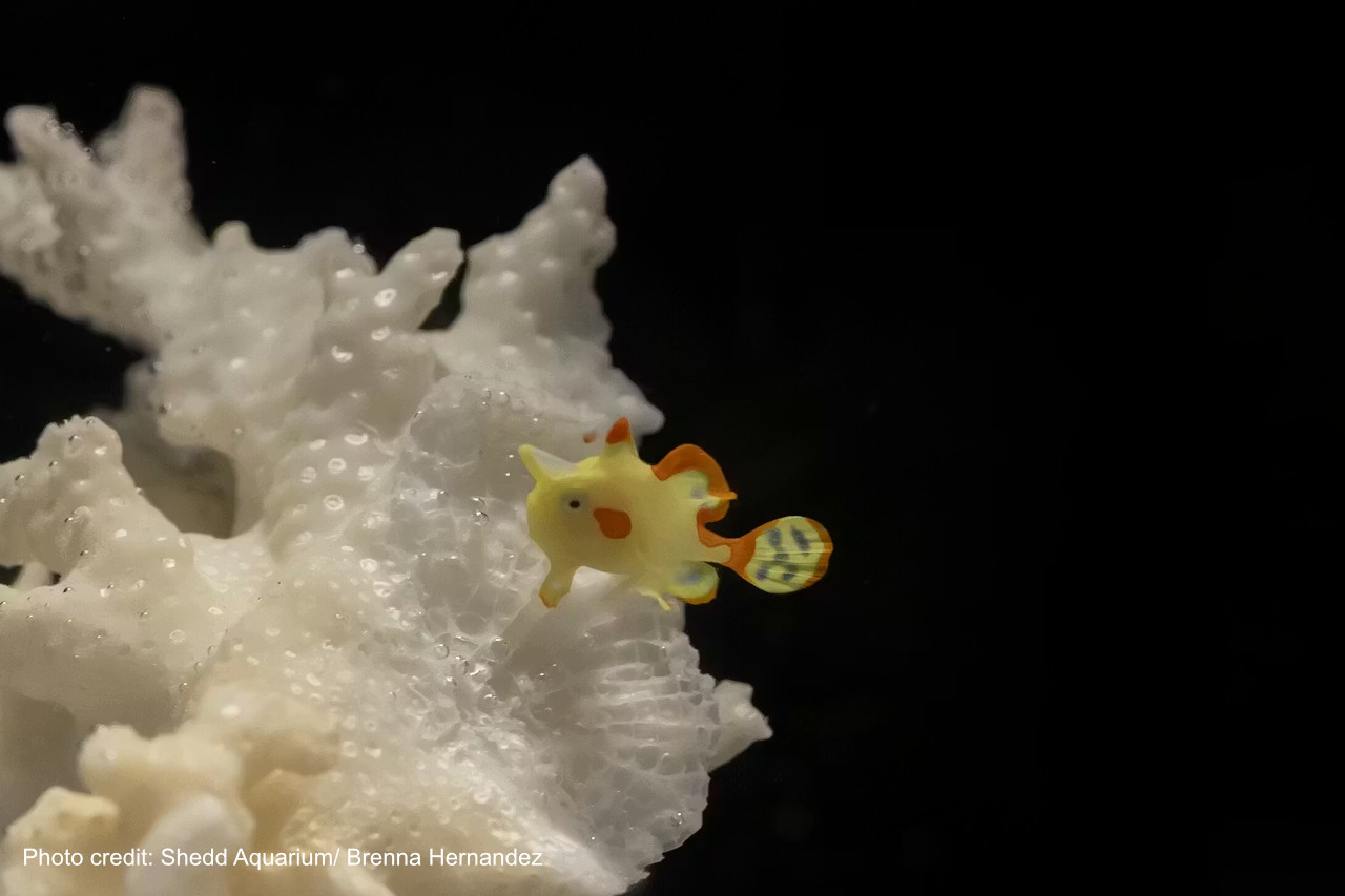 Pea-Sized Wonder: Shedd Becomes First Known Aquarium to Raise Warty Frogfish Baby thumbnail image