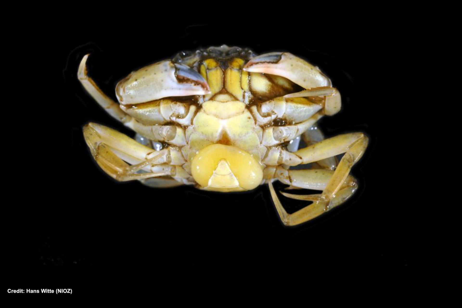Challenging Ecological Norms: Why “A Crab Is Never Just a Crab” thumbnail image