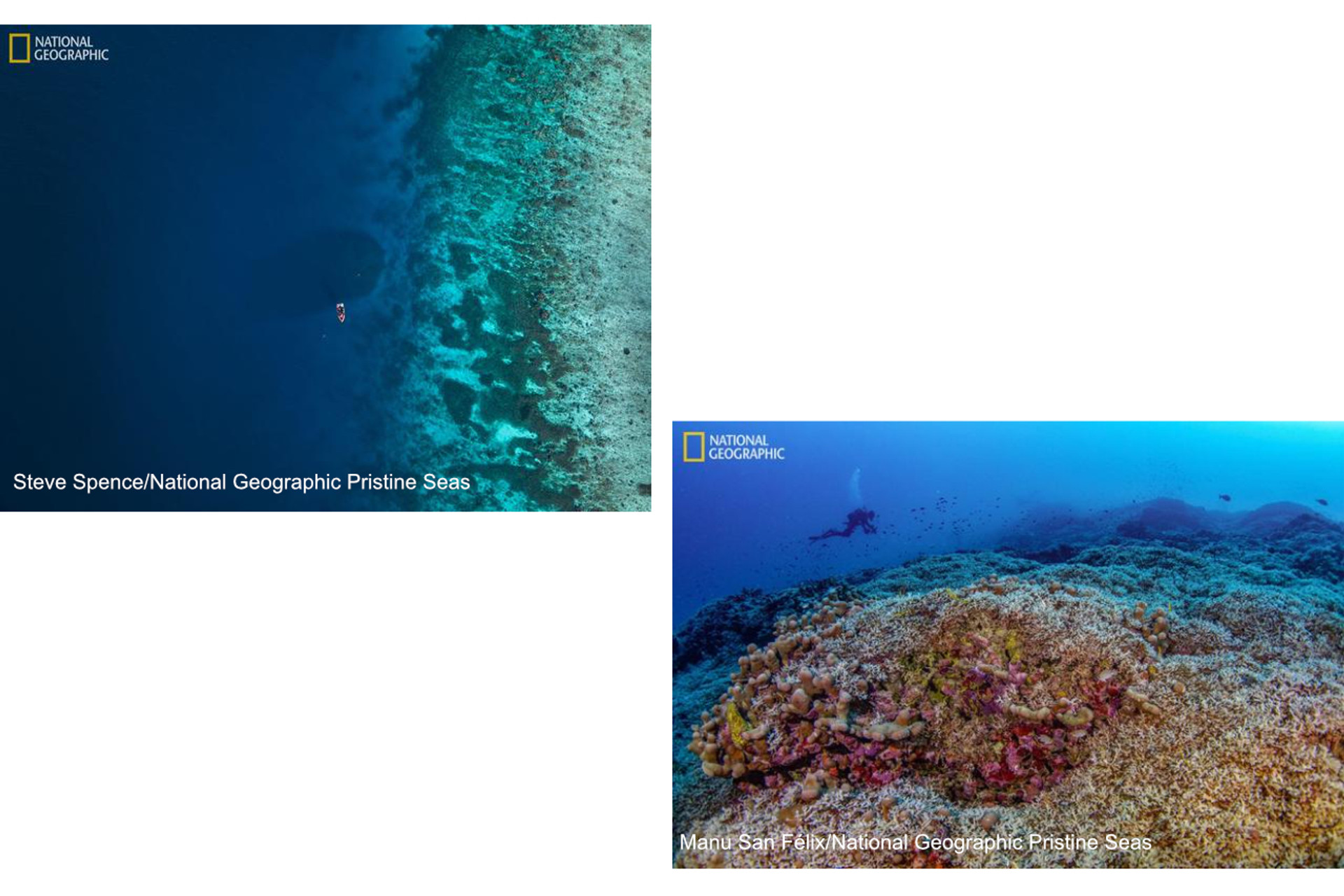Scientists say they've discovered the world's biggest coral, so huge it was mistaken for a shipwreck thumbnail image