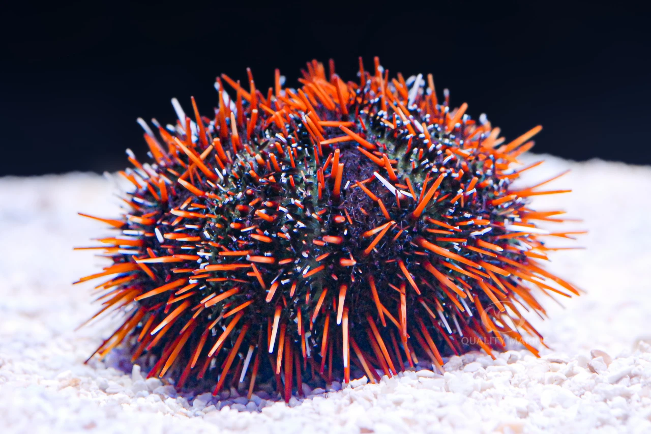 Spring Cleaning - Marine Aquarium Style thumbnail image