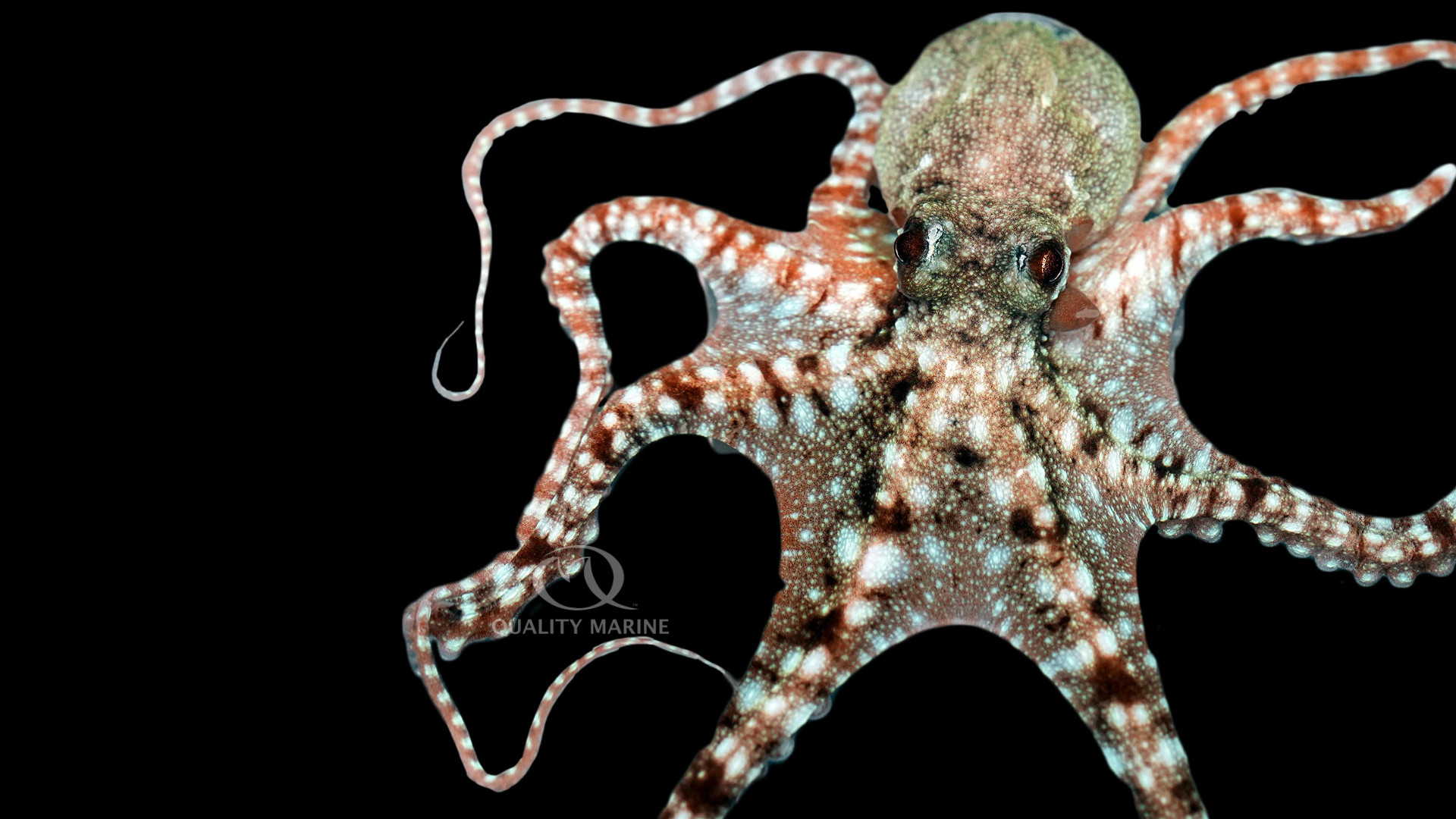 Starry Night Octopus - Quality Marine