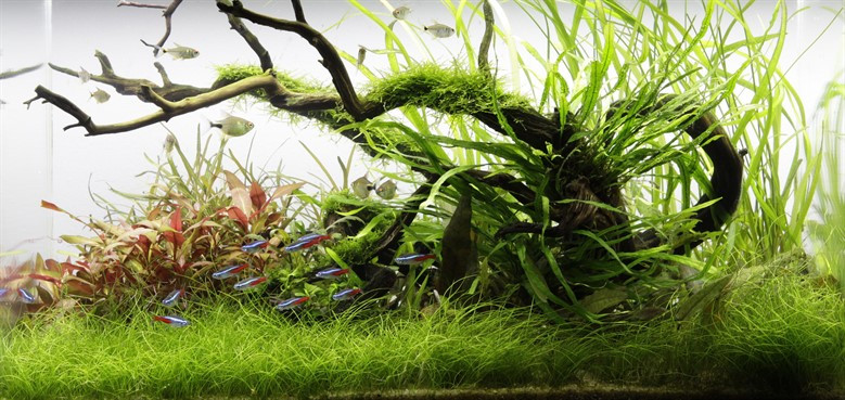 Tropica's Tissue Cultured Aquatic Plants thumbnail image