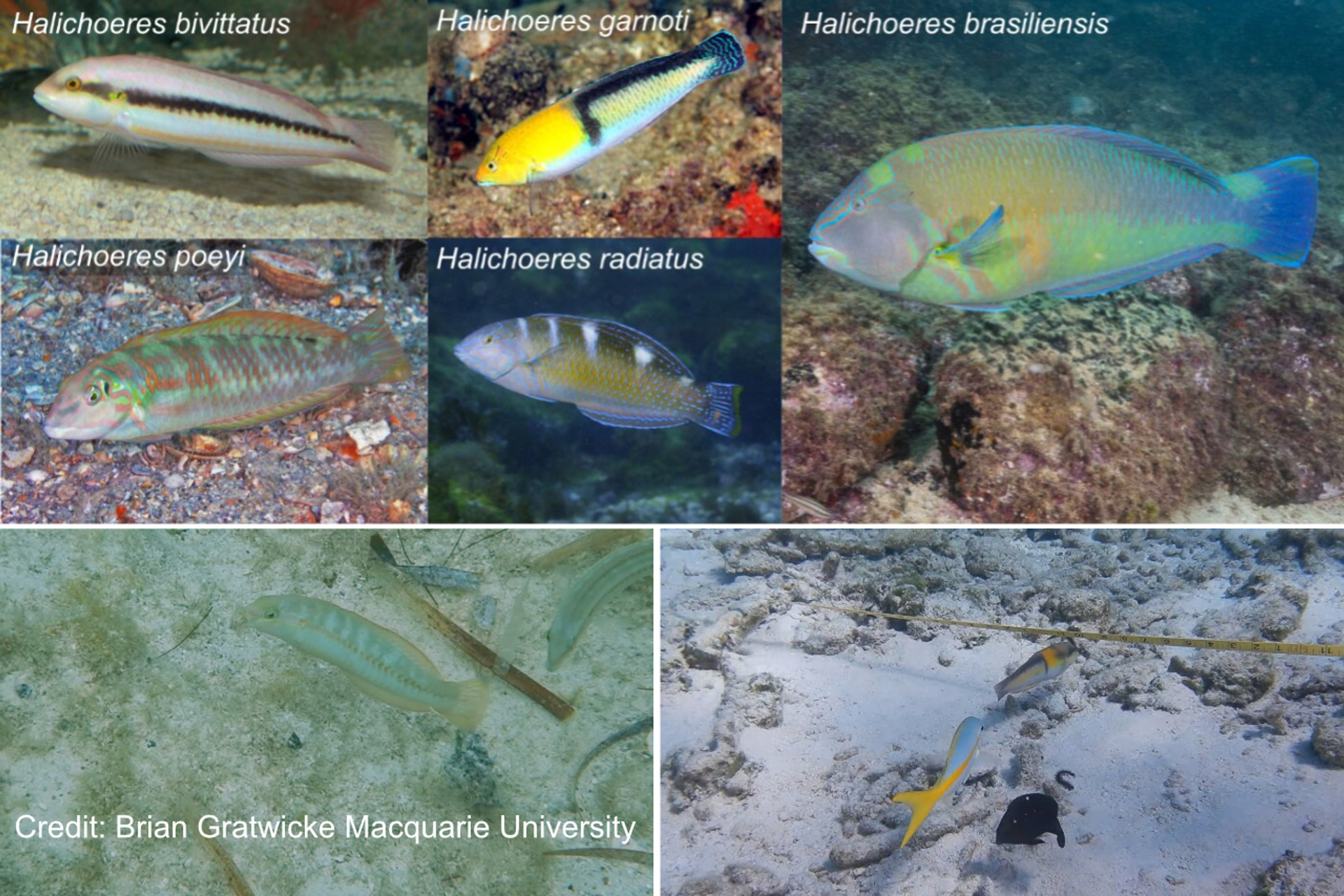 Study reveals tool use in tropical fish species thumbnail image