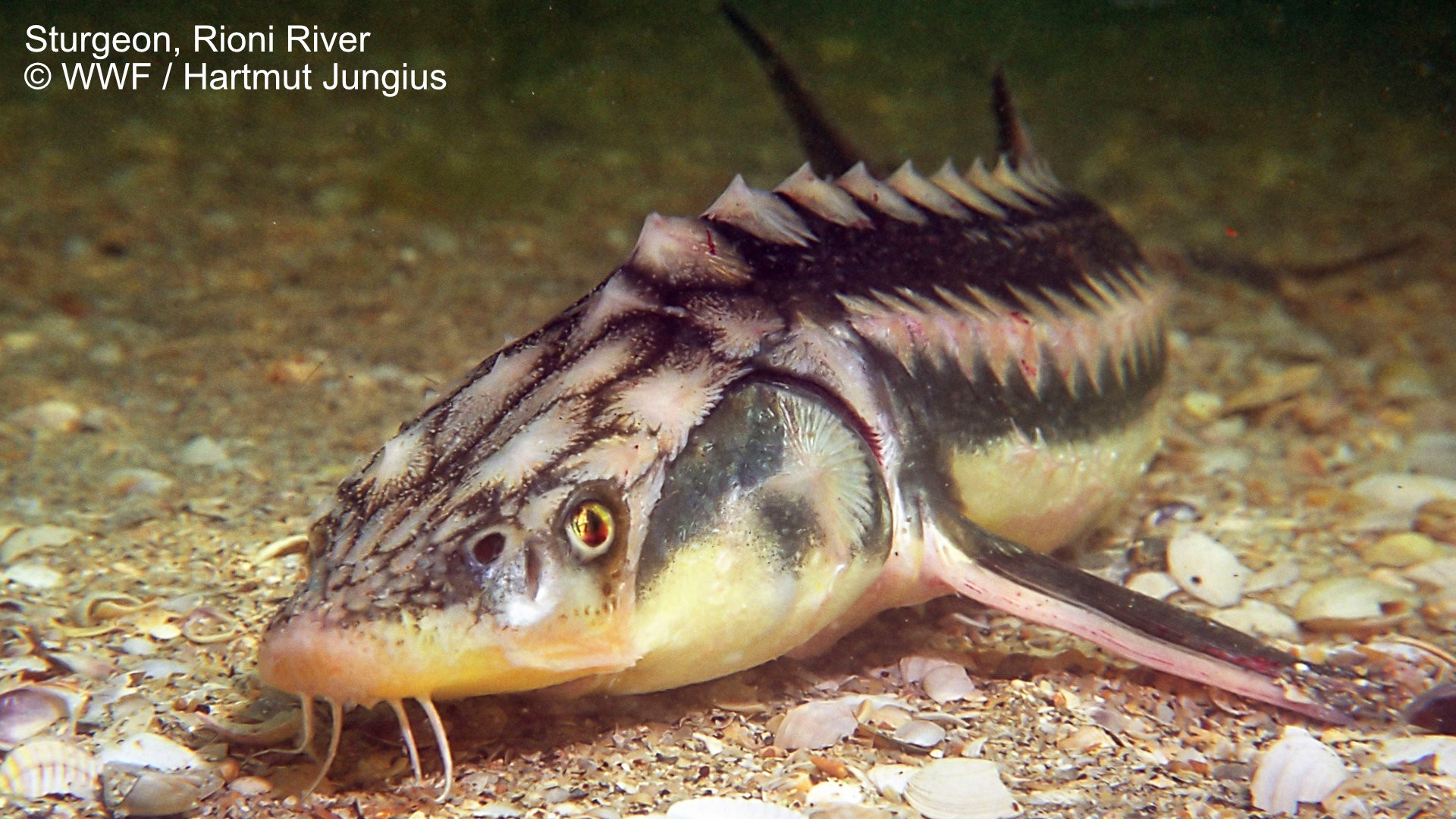 New protected area in Georgia is a big boost for sturgeon thumbnail image