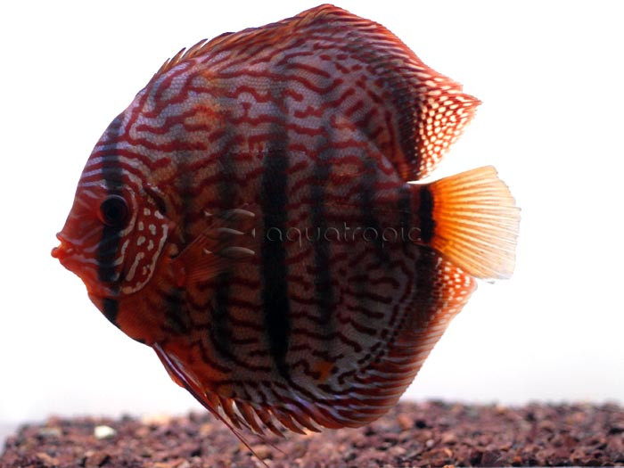 Aquacultured Heckel German Turquoise (Symphysodon aequifasciatus) thumbnail image