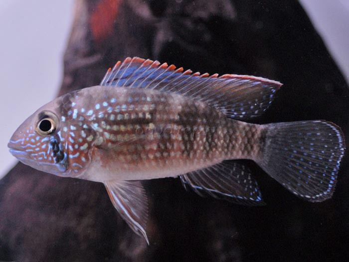 Inca Stone Cichlid (Tahuantinsuyoa macantzatza) thumbnail image