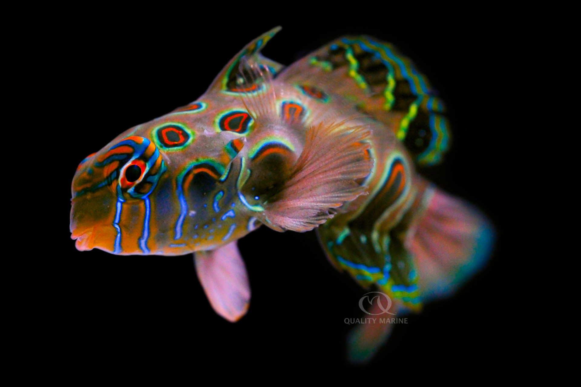 Red Planaria Pest and Predators! thumbnail image