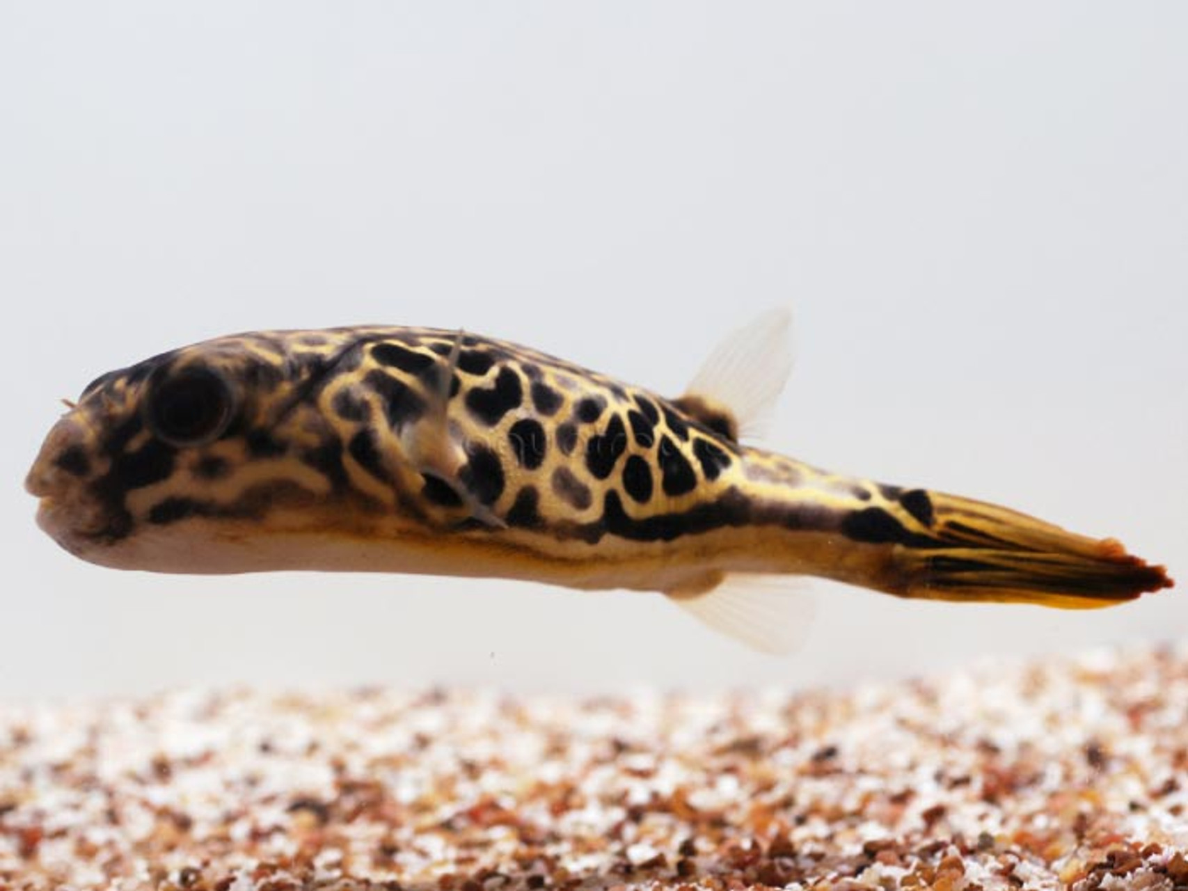 Mbu Pufferfish (Tetraodon mbu) thumbnail image