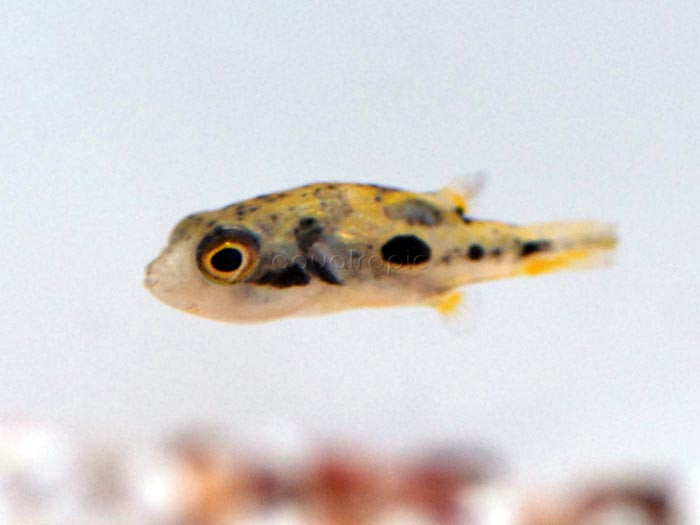 Indian Pea Pufferfish (Carinotetraodon travancoricus) thumbnail image